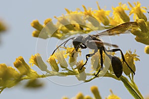 Thin-waisted wasp on goldenrod flowers in New Hampshire
