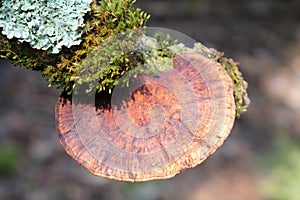 Thin walled maze polypore Daedaleopsis confragosa fungus in wild