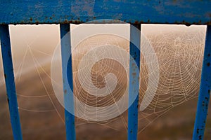 Thin web between the gratings of a rusty fence