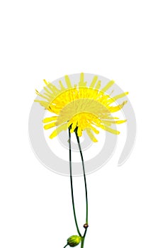 Thin yellow Sonchus arvensis