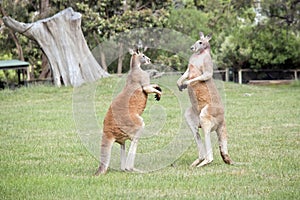 Thing each other upe two kangaroos have just parted and are siz