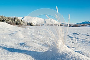 Thingvellir National Park in winter, hoarfrost on the grass, Iceland