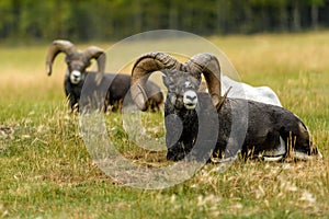 Thinhorn sheep (Ovis dalli) in Yukon