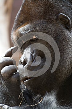 Think (gorilla)