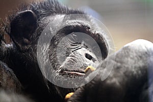 The Thinker:Chimpanzee