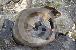 `The Thinker` Galapagos Sea Lion