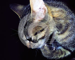 Thinker yellow grey kitten