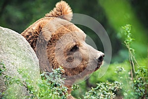 Thinking bear img