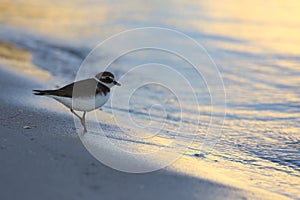 A thinking bird at the beach