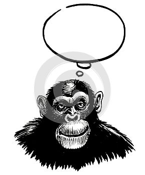 Thinking chimp