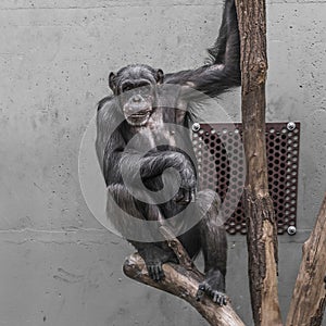 Thinking chimpanzee portrait close up