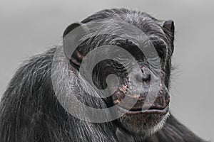 Thinking chimpanzee portrait close up