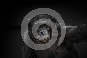 Thinking chimpanzee portrait close up