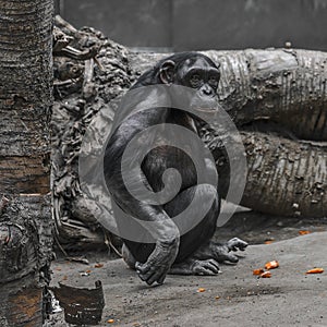 Thinking chimpanzee portrait close up