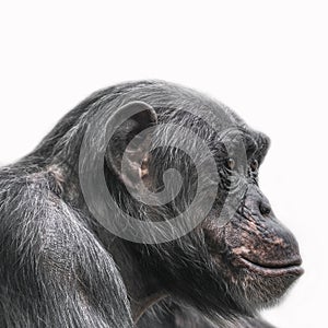 Thinking chimpanzee portrait isolated on white background