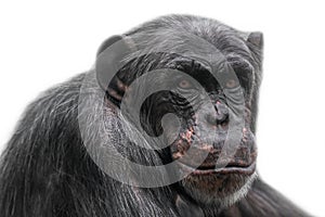 Thinking chimpanzee portrait isolated on white background