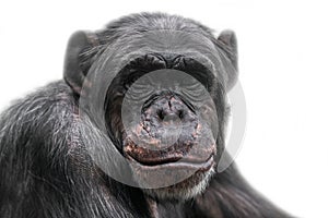 Thinking chimpanzee portrait isolated on white background