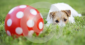 Thinking cute dog puppy resting in the grass with a ball