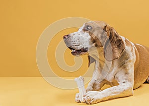 thinking dog holding bone looking away. High quality photo