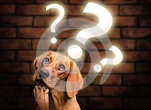 Thinking dog with question mark lights