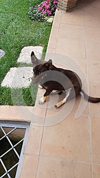 Thinking dog relaxing sun garden