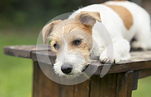 Thinking dog resting on a bench