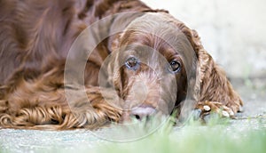 Thinking dog resting on the ground, web banner