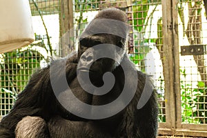 Thinking Gorilla