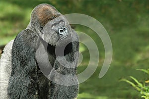 Přemýšlení gorila 