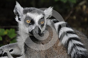 A thinking lemur