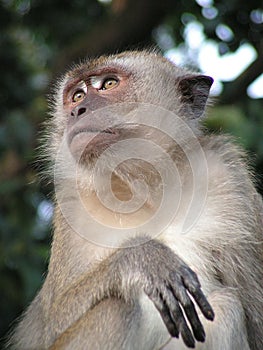 Thinking long tailed macaque