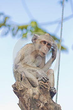 Thinking monkey