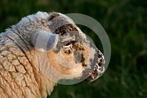 thinking sheep