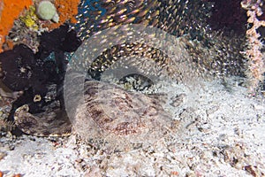 Thinline wobbegong shark