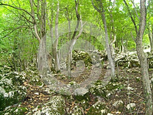 Thinned forest on rocky ground