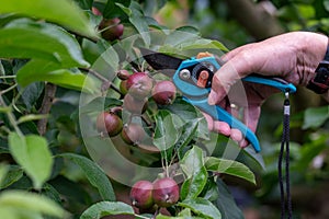 Thinning out apples of a apple tree in late spring.