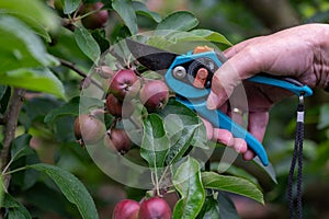 Thinning out apples of a apple tree in late spring.