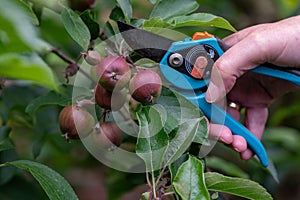 Thinning out apples of a apple tree in late spring.