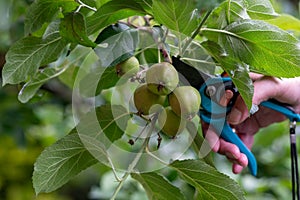 Thinning out apples of a apple tree in late spring.