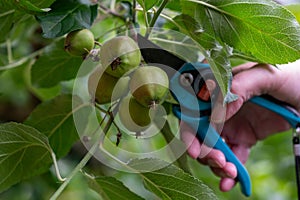 Thinning out apples of a apple tree in late spring