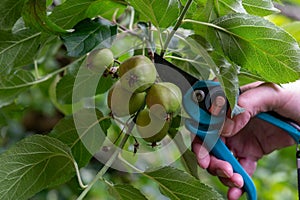 Thinning out apples of a apple tree in late spring.