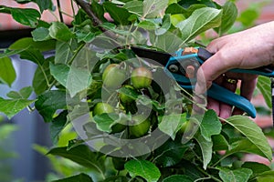 Thinning out apples of a apple tree in late spring.
