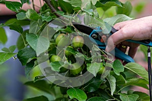 Thinning out apples of a apple tree in late spring.