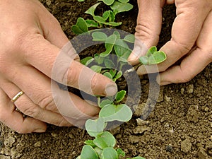 Thinning of radishes shoots