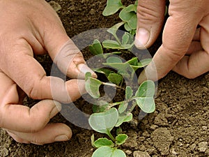 Thinning of radishes shoots