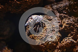 Thinstripe Hermit Crab