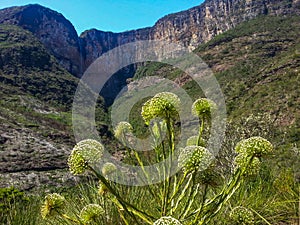 Tabuleiro Waterfall photo