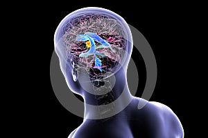 Third brain ventricle, 3D illustration