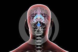 Third brain ventricle, 3D illustration