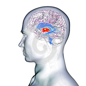 Third brain ventricle, 3D illustration